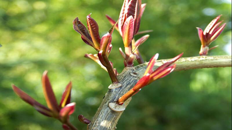 hái lộc đầu năm