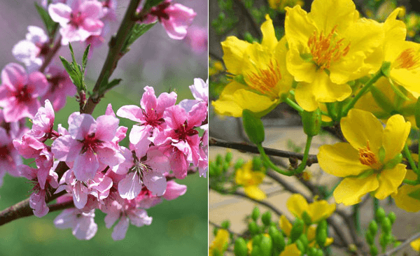 hoa trưng tết hoa trưng tết