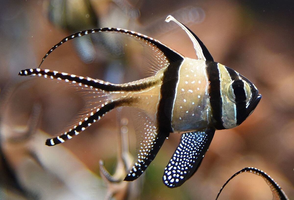 Cá Banggai