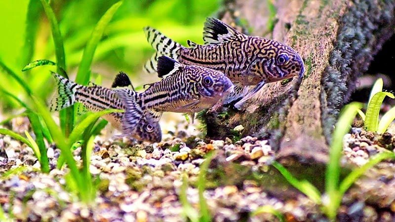 Read more about the article 10 Loài cá vệ sinh hồ thủy sinh sạch sẽ, nhanh chóng