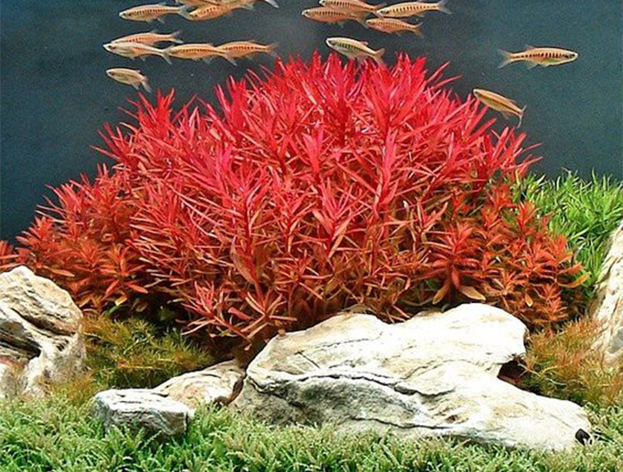 Read more about the article 10 Loại cây thủy sinh màu đỏ đẹp phổ biến nhất