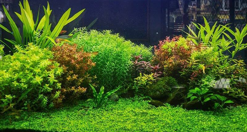 Cây thủy sinh trãi nền