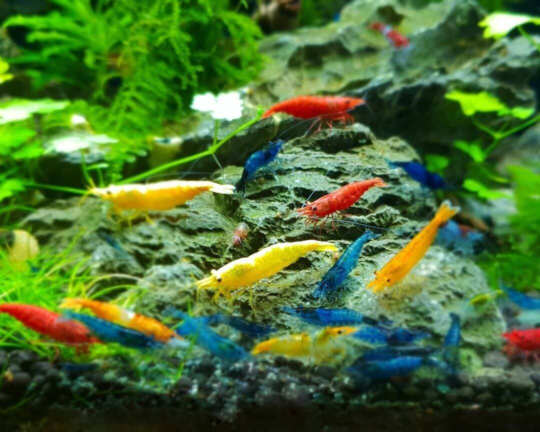 Read more about the article 10 Loại tép thủy sinh dễ nuôi dành cho người mới