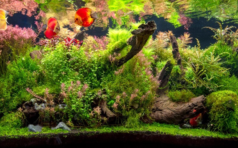 Read more about the article 8 Loại cây thủy sinh trải nền dễ trồng, tuyệt đẹp