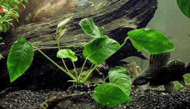 Ráy Châu Phi Ráy Châu Phi