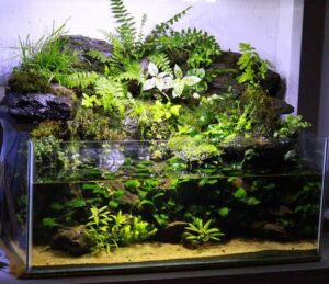 Read more about the article 11 Loại cây bán cạn thủy sinh đẹp lạ được ưa chuộng