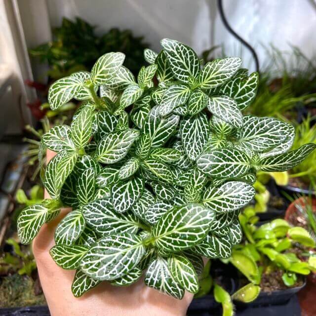 cây May mắn bán cạn