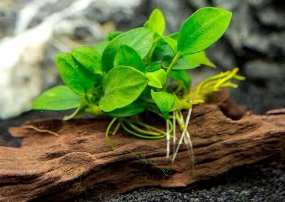 Đặc điểm ráy thủy sinh