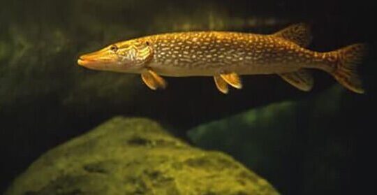 Cá Chó Millet thủy sinh Cá Chó Millet thủy sinh