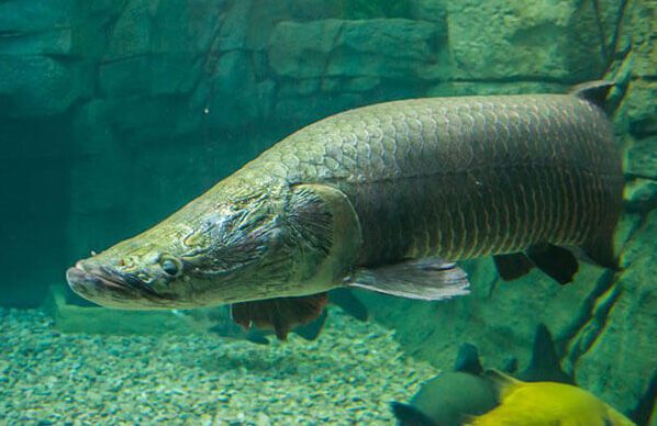 Cá Hải Tượng Cá Hải Tượng