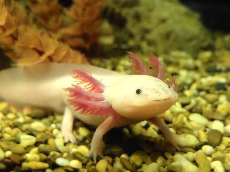 Cá Kỳ Nhông Axolotl Cá Kỳ Nhông Axolotl