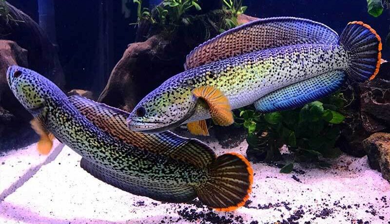 Cá Lóc Cảnh thủy sinh Cá Lóc Cảnh thủy sinh