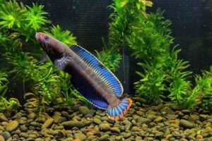 Cá lóc kiểng Vây Xanh Cá lóc kiểng Vây Xanh