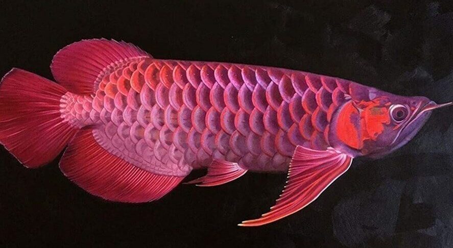 Cá Rồng Cá Rồng