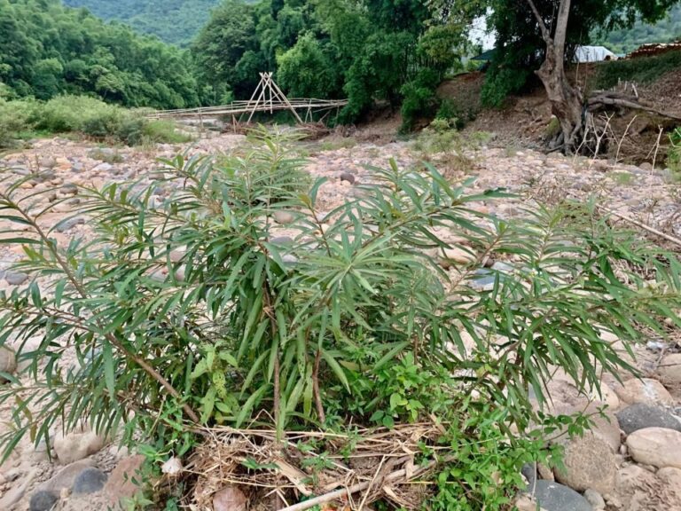 Các loại cây thủy sinh độc lạ được người chơi săn lùng nhất