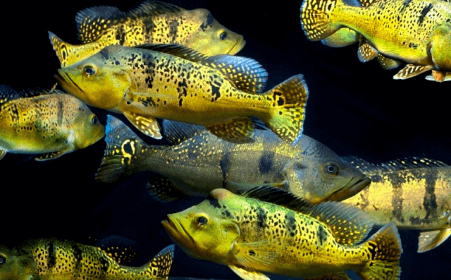 Hoàng Bảo Yến Hoàng Bảo Yến