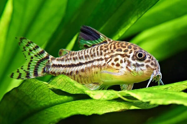 Read more about the article Các đặc điểm chung của loài cá chuột và cách chăm sóc