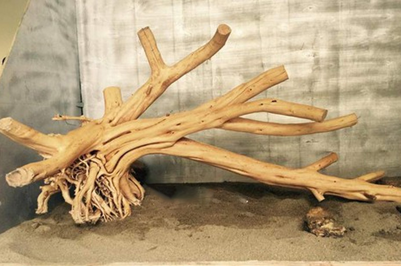 đặc điểm lũa thủy sinh