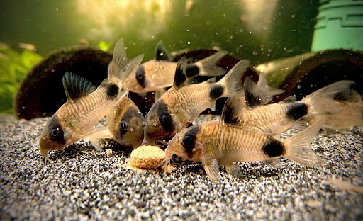 Nguồn thức ăn Nguồn thức ăn