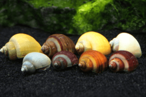 Read more about the article Các loại ốc táo diệt rêu hiệu quả phổ biến hiện nay