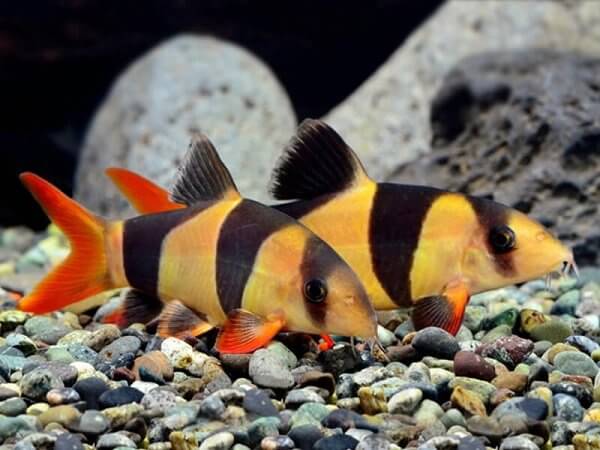 cá diệt ốc hại