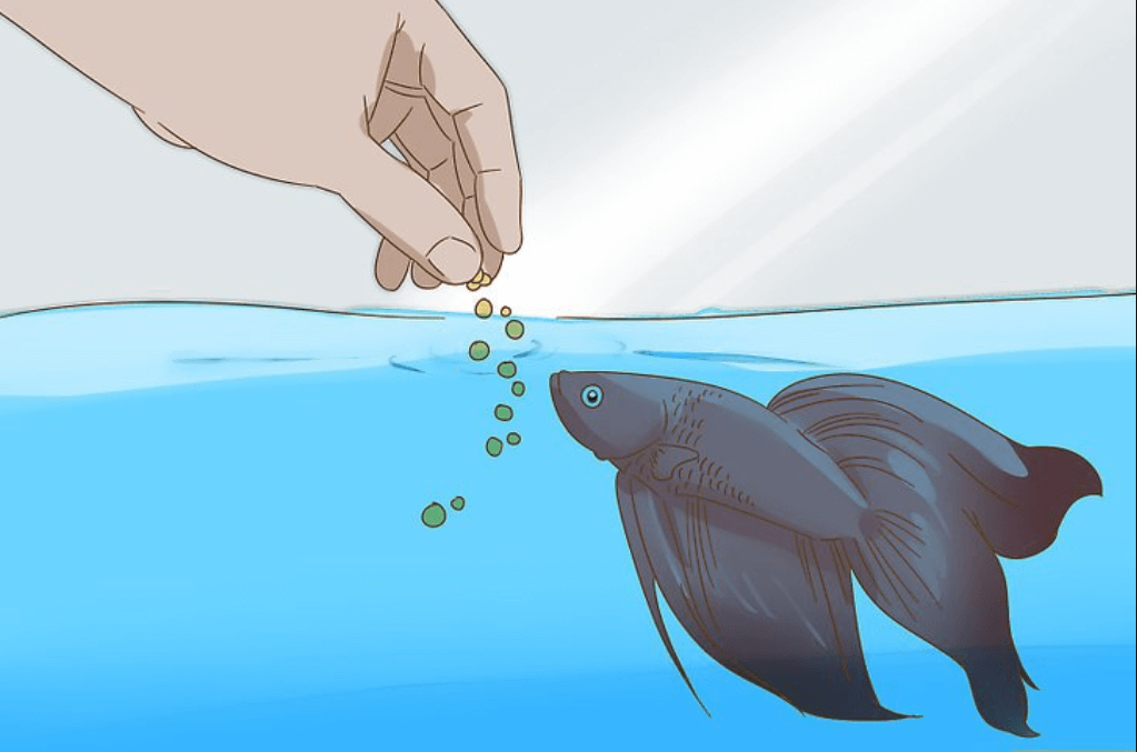 cho cá ăn