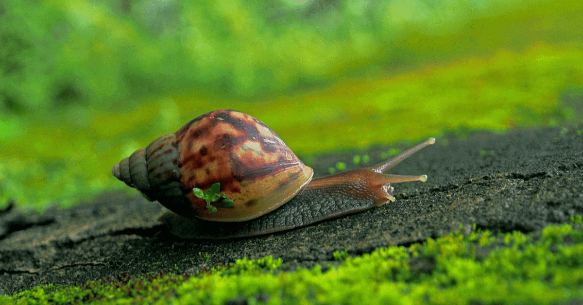 Nguyên nhân gây Ốc hại