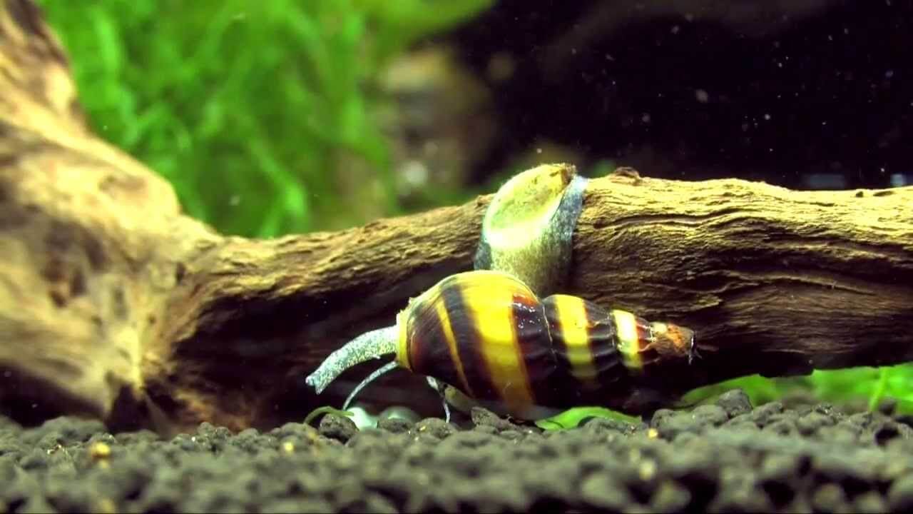 Ốc ăn ốc Helena