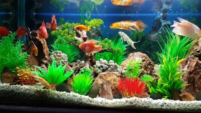 Phòng Ngừa Ốc hại