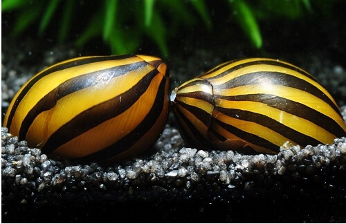 Đặc điểm Ốc Nerita Đặc điểm Ốc Nerita