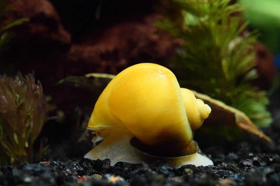 Đặc điểm ốc táo vàng