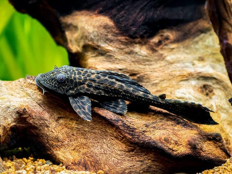 Cá Pleco