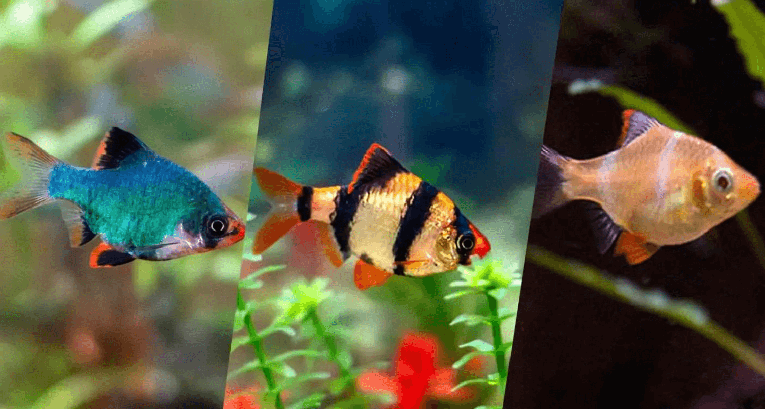 Đặc điểm cá Xecan