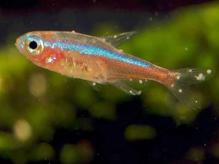 cá Neon bị nấm trắng