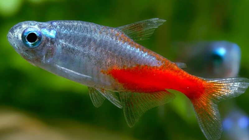 Cá Neon kim cương