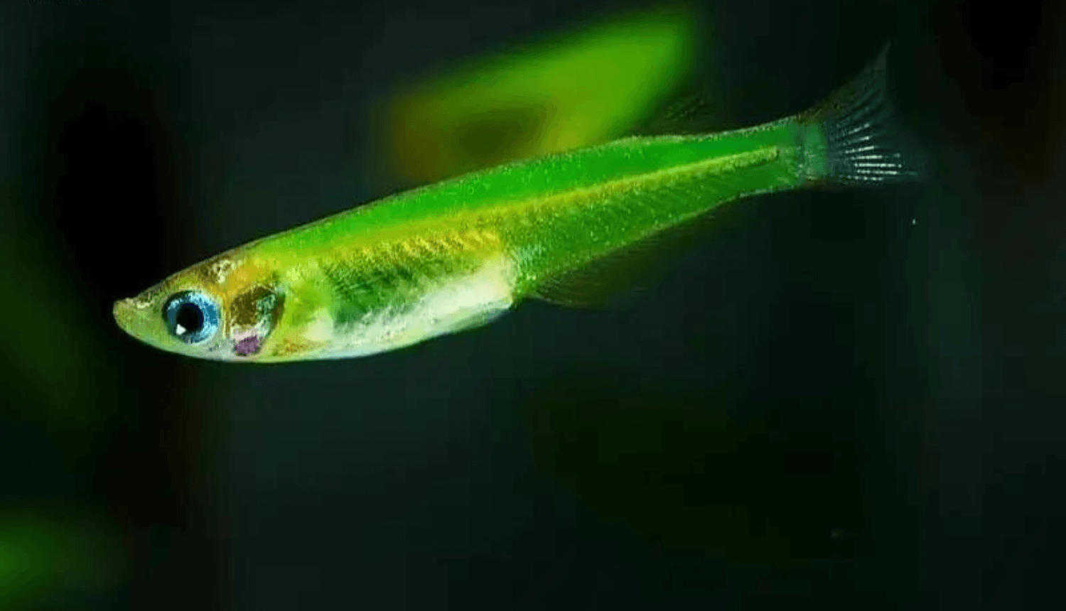 Cá Neon ngọc bích