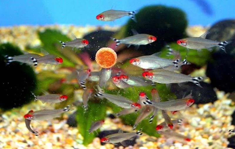 Cách nuôi chăm sóc Cách nuôi chăm sóc