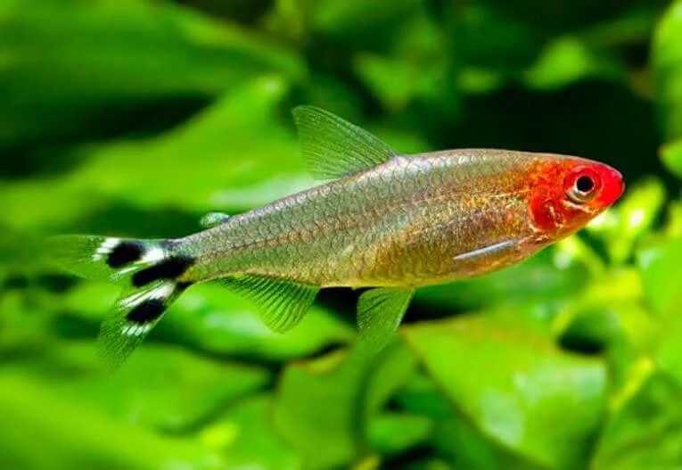 Đặc điểm sóc đầu đỏ Đặc điểm sóc đầu đỏ