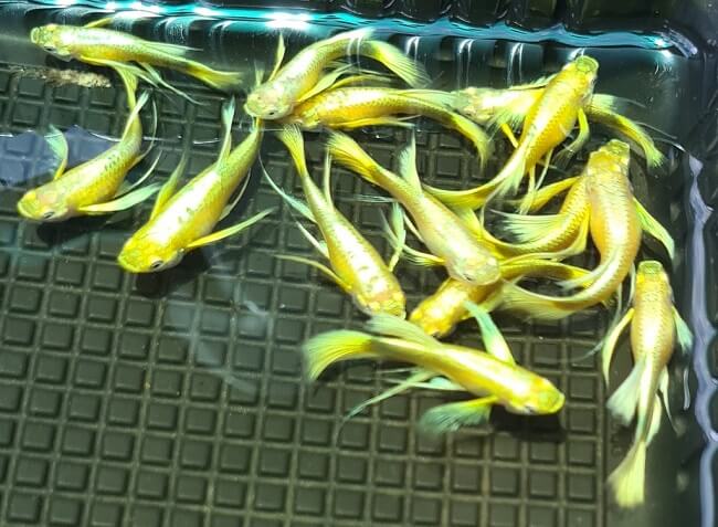 Cá bảy màu Full Gold Cá bảy màu Full Gold