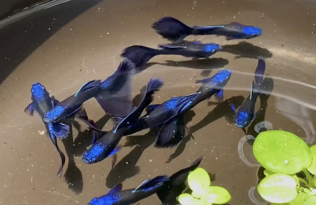 Cá bảy màu Blue Tarzan Cá bảy màu Blue Tarzan