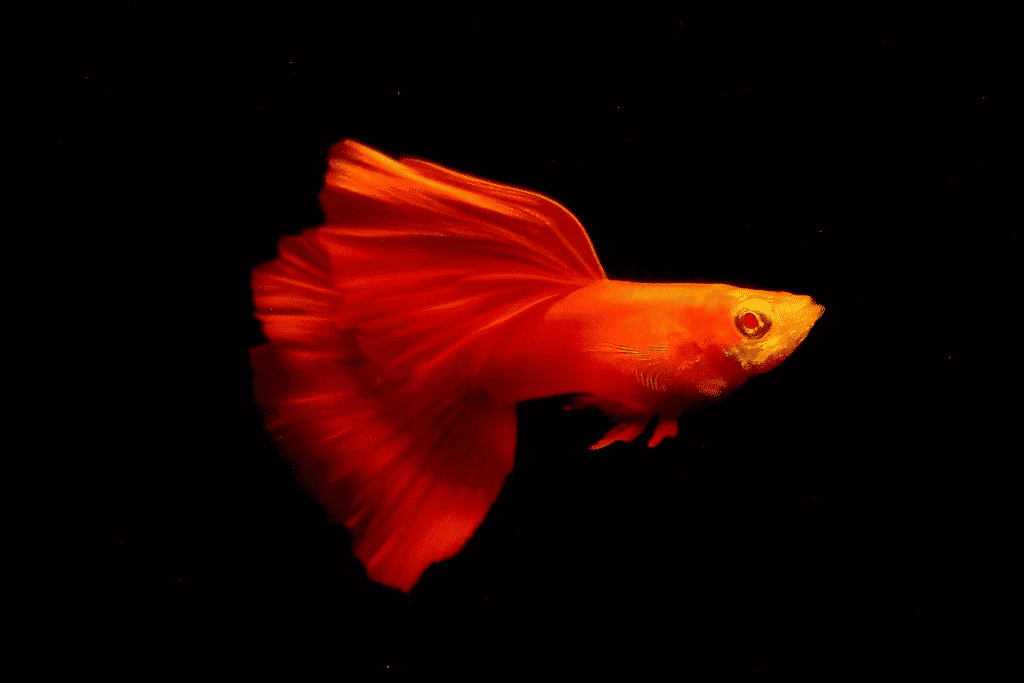 Cá bảy màu Full Red Cá bảy màu Full Red