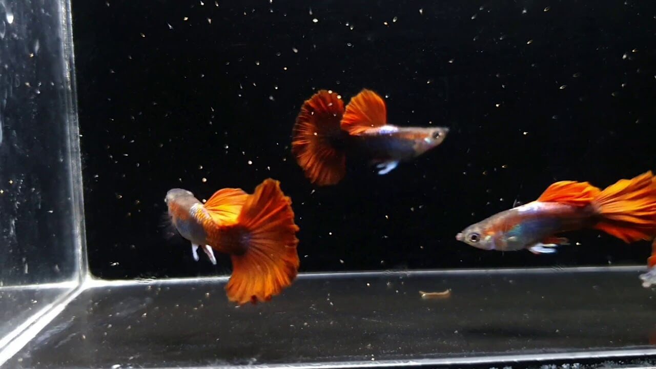 Cá bảy màu HB Red Rose Cá bảy màu HB Red Rose