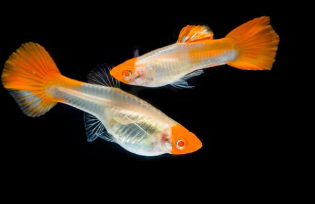 Cá bảy màu Koi Đỏ Cá bảy màu Koi Đỏ