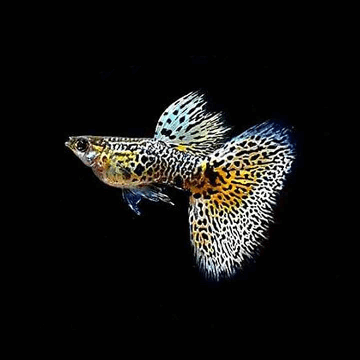 Cá 7 màu Tiger King Cobra Cá 7 màu Tiger King Cobra