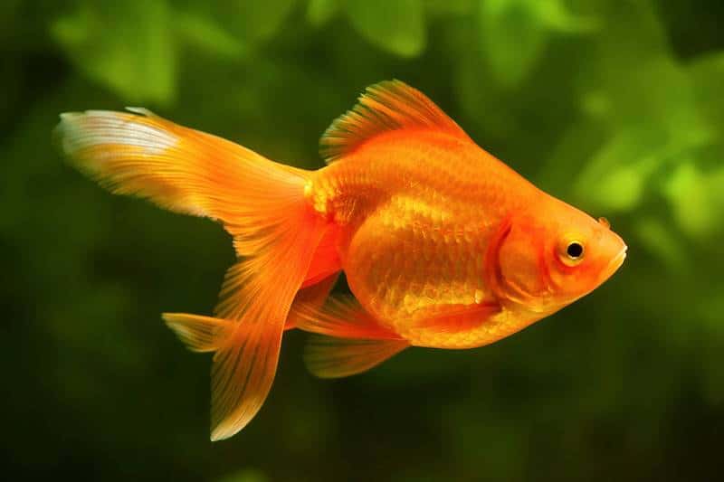 Cá vàng ba đuôi