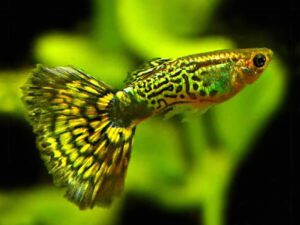 Read more about the article Các dòng cá bảy màu đẹp được người chơi yêu thích