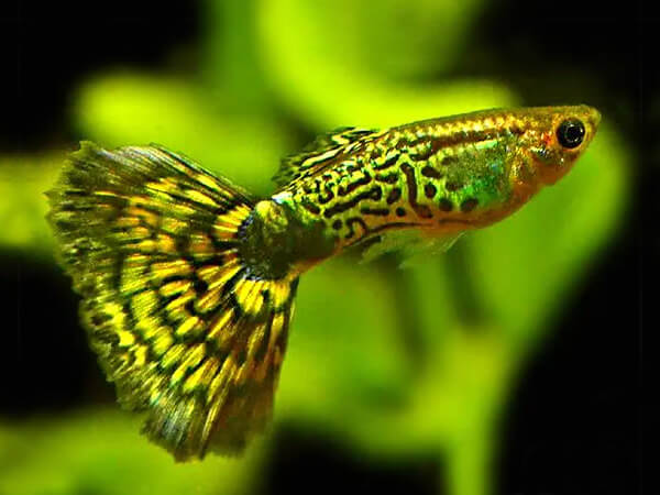 Read more about the article Các dòng cá bảy màu đẹp được người chơi yêu thích