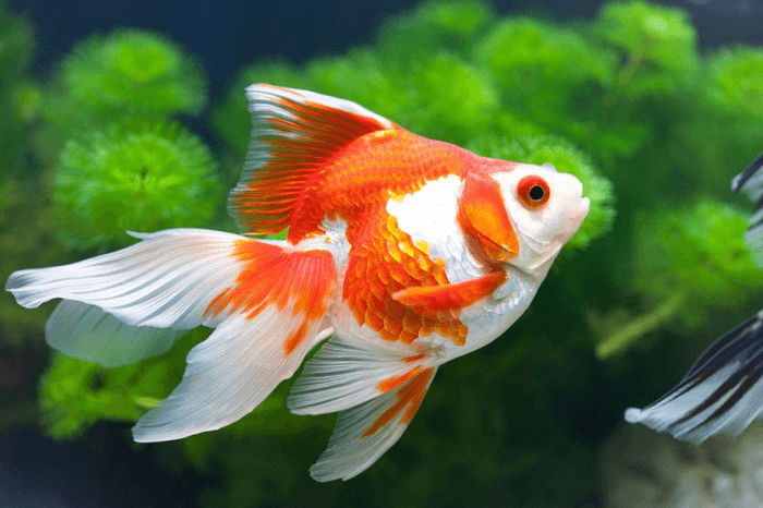 đặc điểm cá ba đuôi