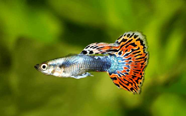 Đặc điểm Bảy Màu