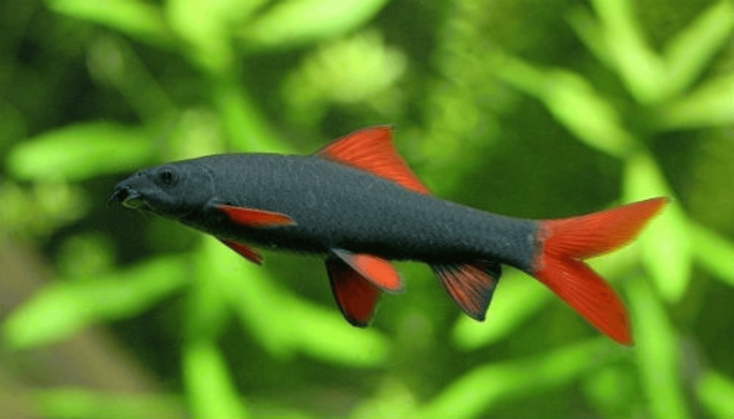 Đặc điểm Cá Chuột Thái Đặc điểm Cá Chuột Thái